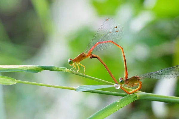 Kırmızı yusufçuklar çiftleşme çifti — Stok fotoğraf