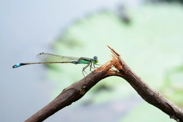 녹색 damselfly — 스톡 사진