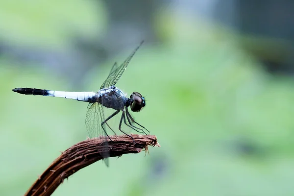 Una libélula azul — Foto de Stock