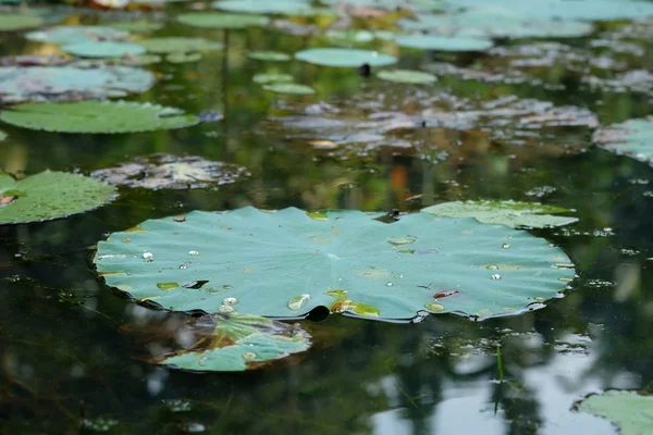 Hoja de Lily Pad — Foto de Stock