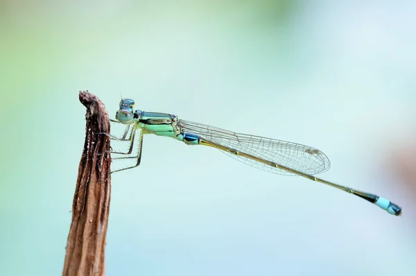 Una damisela verde — Foto de Stock