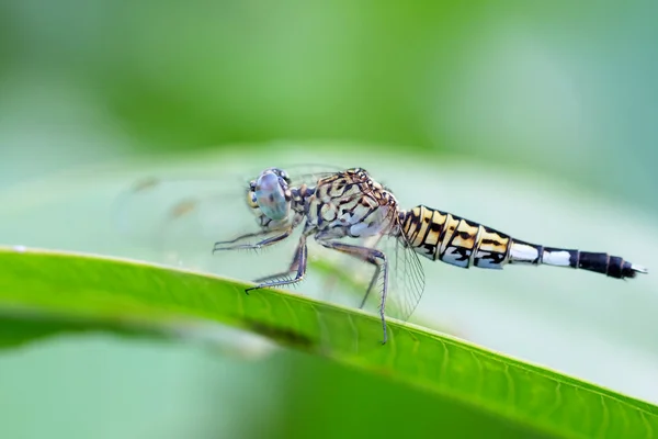 Porträt einer blauen Libelle — Stockfoto