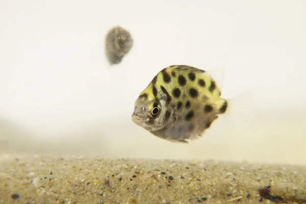 Ein goldener Fisch mit schwarzen Flecken — Stockfoto