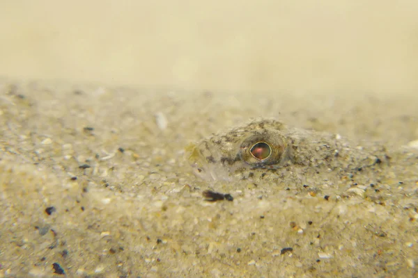 Um Dash Goby — Fotografia de Stock