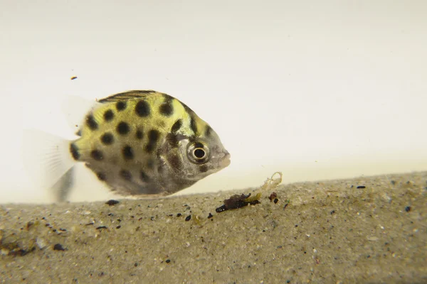 黒い斑点と黄金の魚 — ストック写真