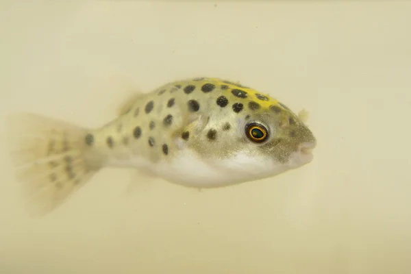 Ein grüner gefleckter Kugelfisch — Stockfoto