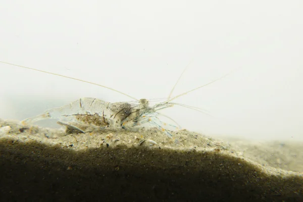 Un camarón marino transparente — Foto de Stock