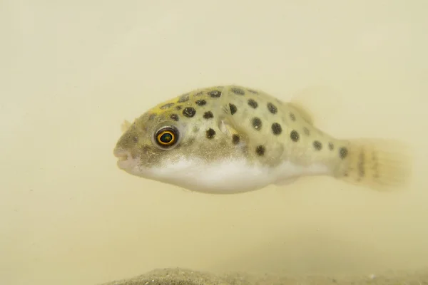 Yeşil benekli kirpi balığı