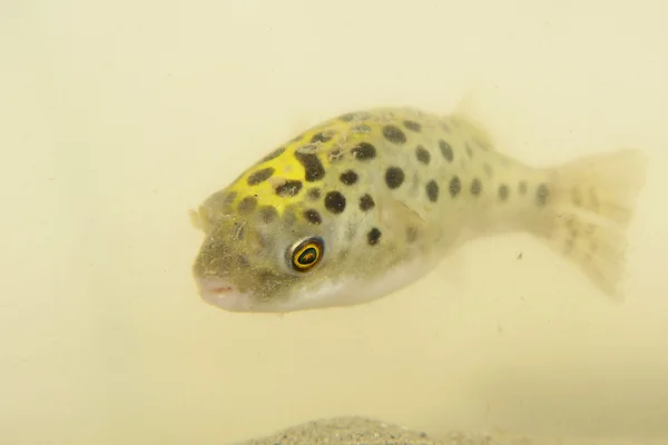 Yeşil benekli kirpi balığı