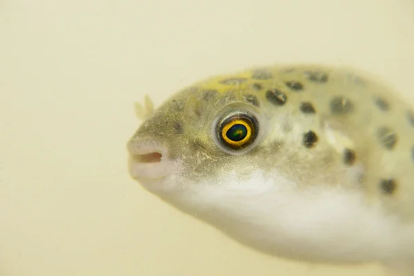 Un pesce palla verde maculato — Foto Stock