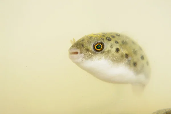 Ein grüner gefleckter Kugelfisch Stockbild