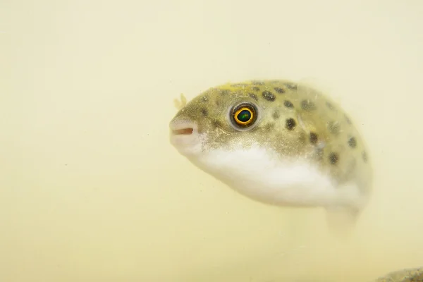 Un poisson-globe tacheté vert Images De Stock Libres De Droits