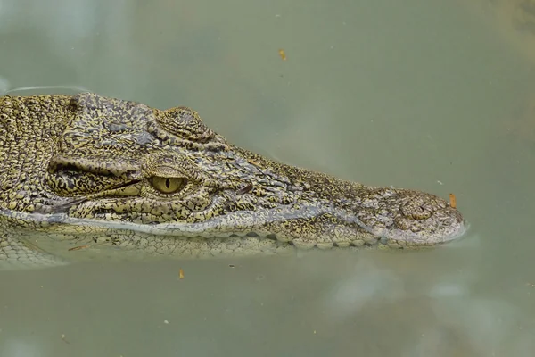 Portret van een estuariene krokodil in een vijver — Stockfoto