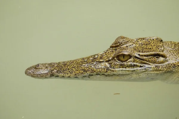 Portret van een estuariene krokodil in een vijver — Stockfoto