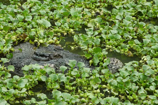 Portret van een estuariene krokodil — Stockfoto