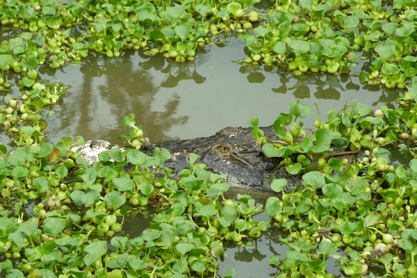 Portrait of an Estuarine Crocodile — Stock Photo, Image