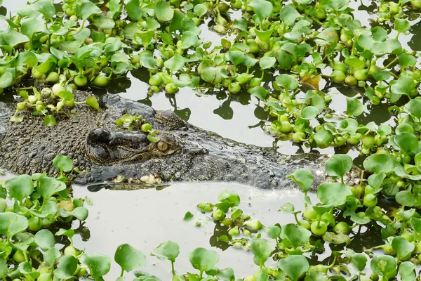 Portrait of an Estuarine Crocodile — Stock Photo, Image
