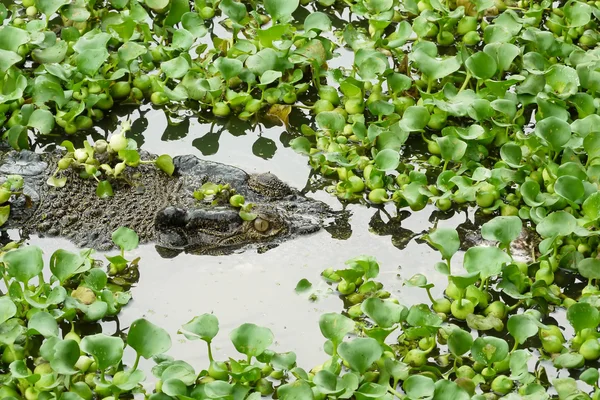 Portrait of an Estuarine Crocodile — Stock Photo, Image