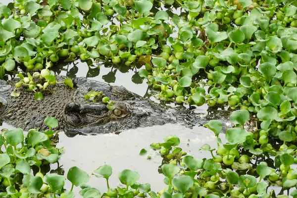 Portrait of an Estuarine Crocodile — Stock Photo, Image