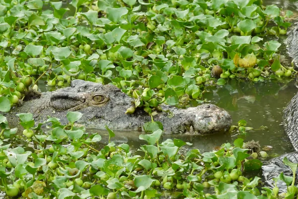 Retrato de um crocodilo estuarino Imagem De Stock
