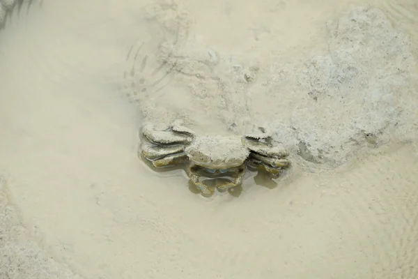 A Mud Crab — Stock Photo, Image