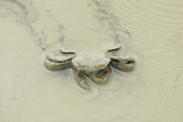 A Mud Crab — Stock Photo, Image