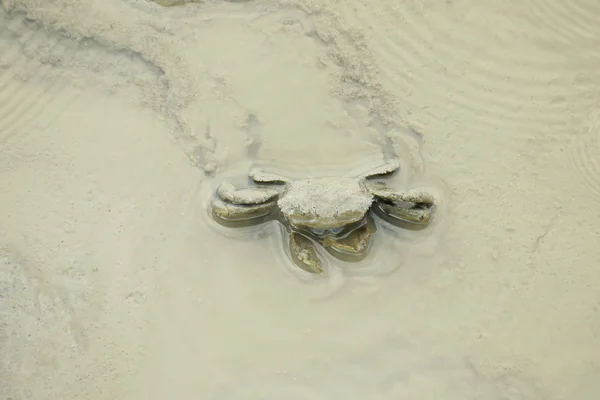 A Mud Crab — Stock Photo, Image