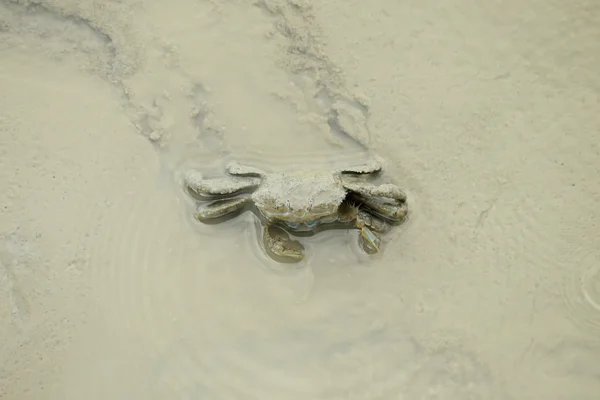 A Mud Crab — Stock Photo, Image