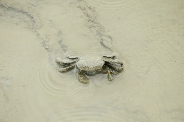 En lera krabba — Stockfoto