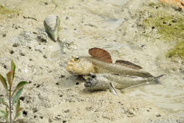 Een paar van reus modder schippers — Stockfoto