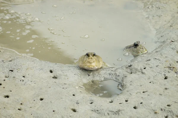 A Pair of Giant Mud Skippers — Stock Photo, Image