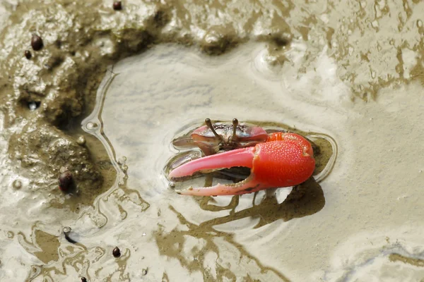 Um caranguejo vermelho Fiddler — Fotografia de Stock