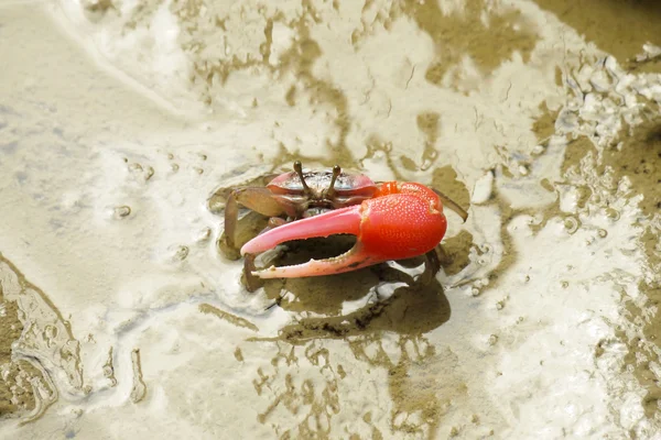 Červeného kraba — Stock fotografie