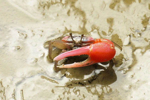 Um caranguejo vermelho Fiddler — Fotografia de Stock