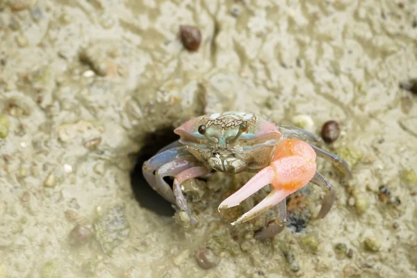 A Red Fiddler Crab Royalty Free Stock Photos