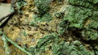 Bir ordu karıncalar