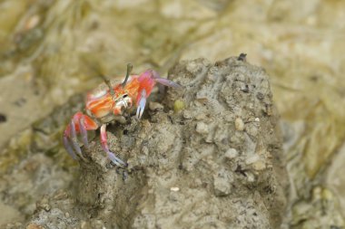 Turuncu bir kemancı Yengeç