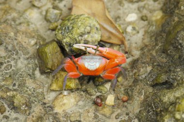 Turuncu bir kemancı Yengeç