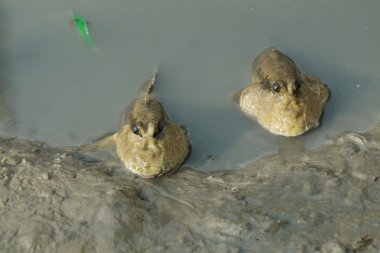 Bir çift dev çamur yarışçılar