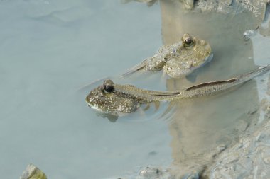 Bir çift dev çamur yarışçılar
