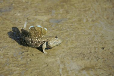 Bir mavi benekli çamur Kaptan portresi