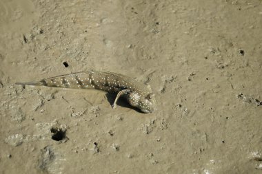 Bir mavi benekli çamur Kaptan portresi