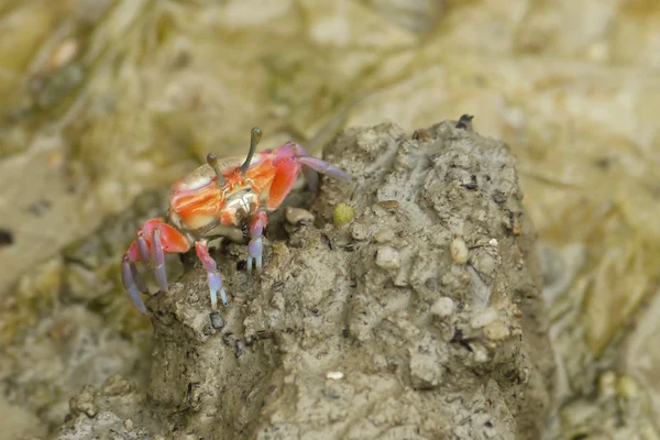 An Orange Fiddler Crab — Stock Photo, Image