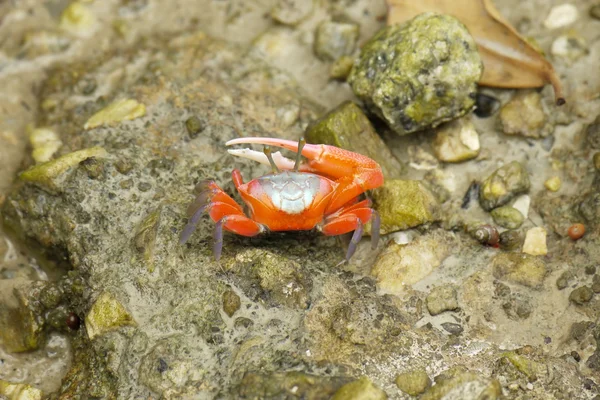 Un crabe violoneux orange — Photo