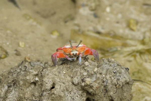 En Orange spelman krabba — Stockfoto