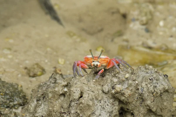 Un crabe violoneux orange — Photo