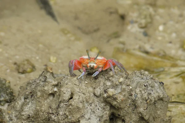 An Orange Fiddler Crab — Stock Photo, Image