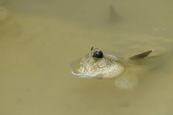 Retrato de un patrón de barro gigante — Foto de Stock