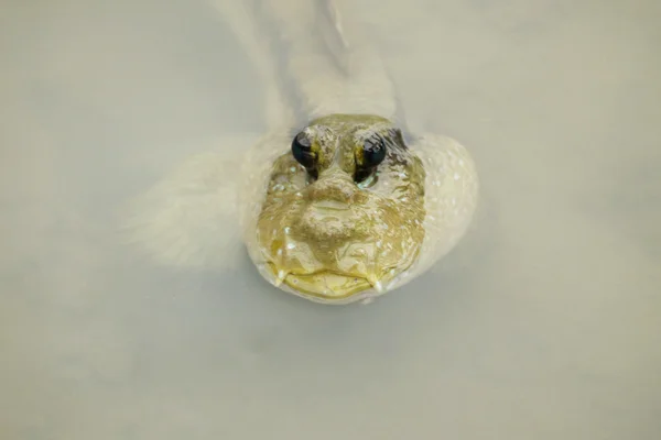 Bir dev çamur Kaptan portresi