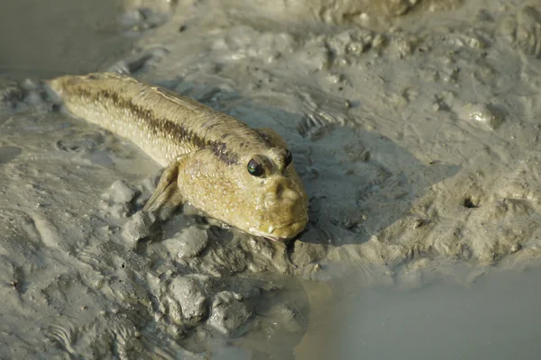 Portrét velitele obří Mud — Stock fotografie